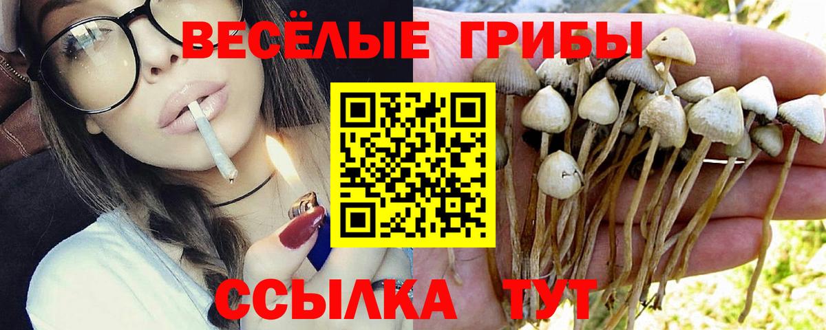 Псилоцибиновые грибы прущие грибы  Вход с VPN  Волгоград  Псилоцибиновые грибы GOLDEN TEACHER 